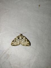 Eustroma reticulata