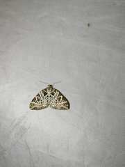 Eustroma reticulata