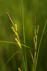 Carex kelloggii