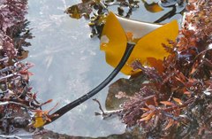 Laminaria setchellii