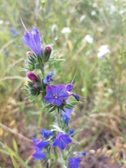 Echium vulgare