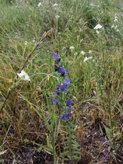 Echium vulgare