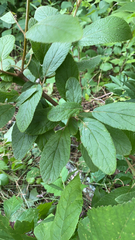 Viburnum rhytidophyllum