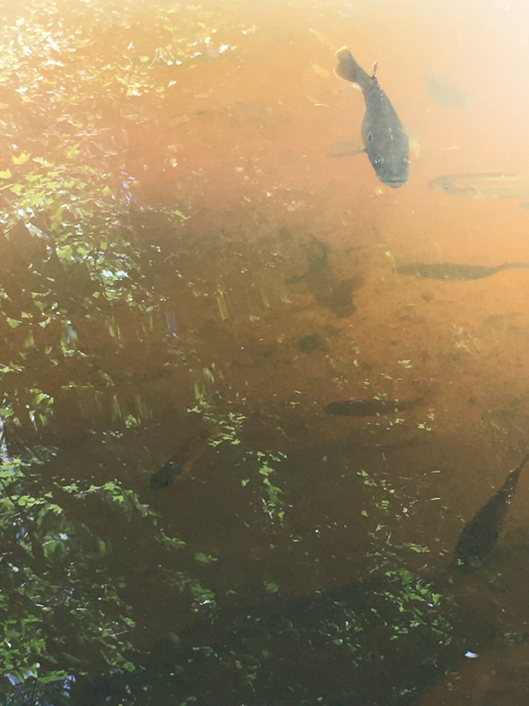 Green Sunfish from Prince William Forest Park, Dumfries, VA, US on July