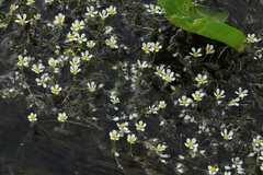 Ranunculus kauffmannii