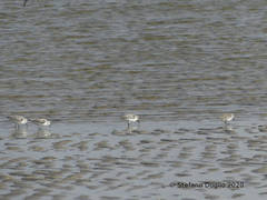 Calidris alba