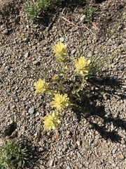 Castilleja nana