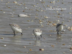 Calidris alba