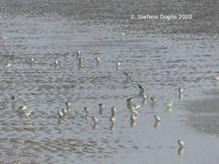 Calidris alba