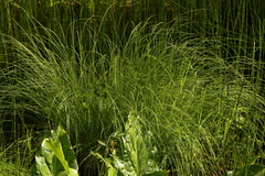 Carex kelloggii