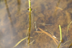 Zannichellia palustris