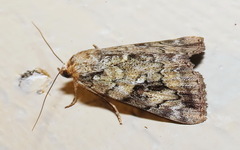 Catocala micronympha