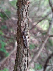 Chalcolepidius approximatus