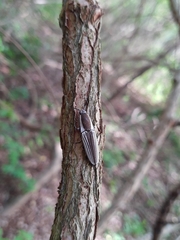Chalcolepidius approximatus