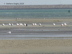 Phoenicopterus roseus