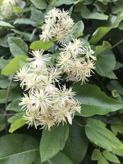 Clematis vitalba