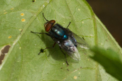 Compsomyiops callipes