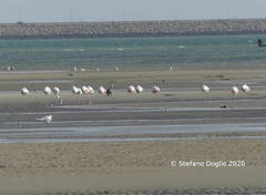 Phoenicopterus roseus