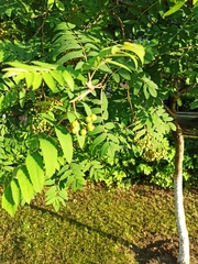 Sorbus aucuparia