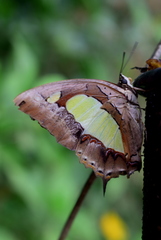 Polyura bharata