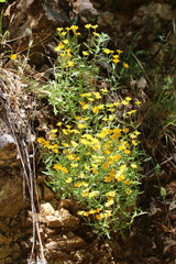 Eriophyllum latilobum