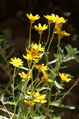 Eriophyllum latilobum