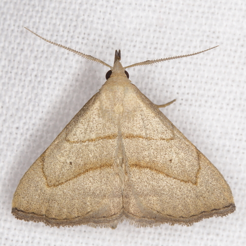 Macrochilo litophora Grote, 1873