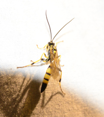 Ichneumon annulatorius