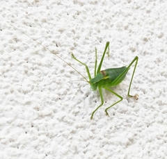 Isophya camptoxypha