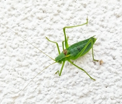 Isophya camptoxypha