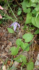 Clematis occidentalis grosseserrata