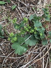 Alchemilla changaica