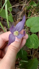 Clematis occidentalis grosseserrata