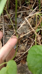 Clematis occidentalis grosseserrata