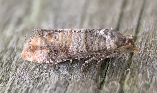 Adana Tip Moth
