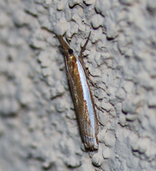Crambus sperryellus