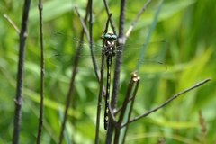 Cordulegaster obliqua