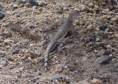 Callisaurus draconoides rhodostictus