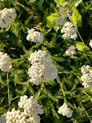 Achillea millefolium