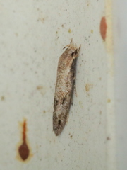 Mompha brevivittella