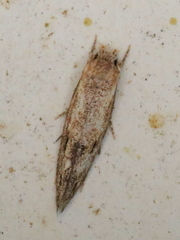 Mompha brevivittella