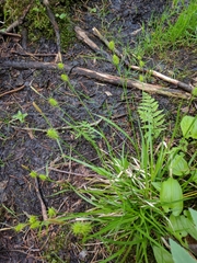 Carex lepidocarpa