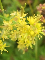 Rorippa curvisiliqua
