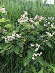 Apocynum androsaemifolium