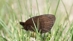 Erebia triarius