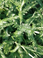 Achillea millefolium
