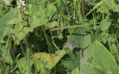 Muschampia tessellum