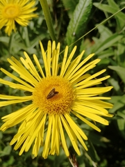 Inula