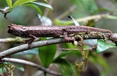 Brookesia thieli