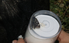 Muschampia tessellum